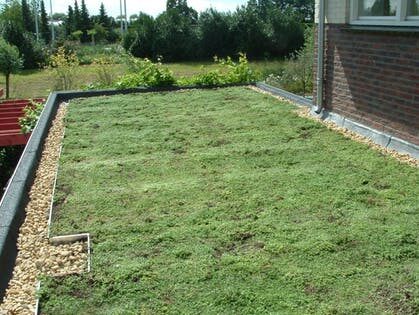 groen dak
